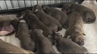 Hard Cut Bully Kennels is live With The Puppies!##americanbully