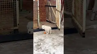 Важный такой хозяин Выпускник питомника ТИМЕРТАШ ВЕНСАН БАХ САРАТОВ 2 месяца Сыночек МЕЛИСЫ и РУЗИКА