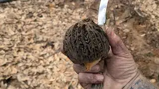 Epic Day Of Burn Morel Picking 2024!