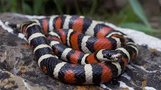 Utah Herping 2022: Smooth Greens & Milksnakes