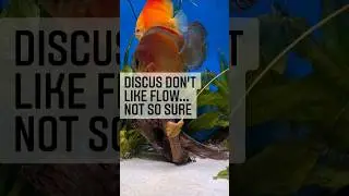 Discus Fish & Water Flow: The Science of Fish Comfort