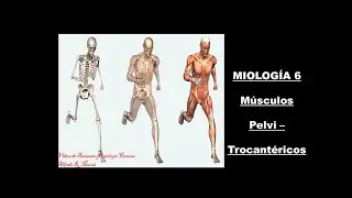 Alfredo Murisi - MIOLOGÍA 6: Músculos pelvi-trocantéricos.