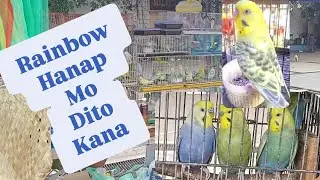 Vlog620 Rainbow Parakeets Double Factor Vio Opaline😱😱😱😱🦜🦜🦜🦜
