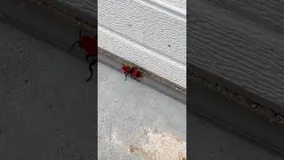 Beware Cow Killer Ant
