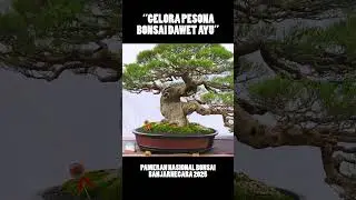 yang terakhir ada si Jumbo Cemara Udang euy!! #bonsai #bonsaiindonesia #shorts