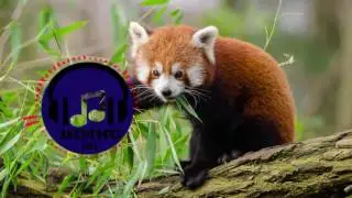 JJD - Revelation [Indie] (1 Hour Loop)