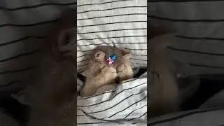 Viral Cat Short 😹📈 #cat #kitten #shorts #funny #cute