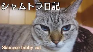 【日記#57】シャムトラ猫の様々な表情を撮ってみた。-I took photos of various expressions of a Siamese tabby cat.-