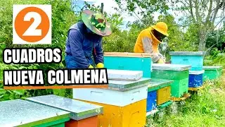 Duplica o Triplica tus colmenas usando 2 cuadros