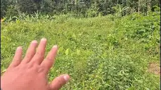 Jual tanah kebun lua4500m surat girik harga400 juta nego lok KC rumpin bogor barat wa085891670189