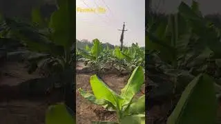 Farmer life #farming #farmer #farm #farmerlife #banana #bananafarmer #bananafarming