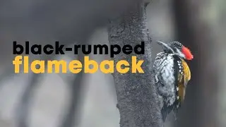 black-rumped flameback (Dinopium benghalense), or lesser goldenback | 4K | Jhalana, Rajasthan, India