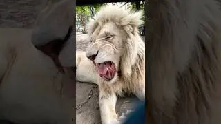 Lion 🦁 #lionroaring #lion #animal #shorts