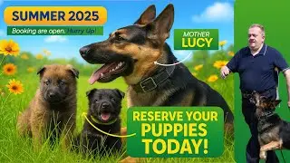 German Shepherd Lucy's #obedience  and Tracking #germanshepherd
