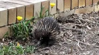 Echidna - Croajingolong Journey