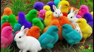 Cute Colorful Chickens & Ducklings 🌈 | Satisfying Rainbow Baby Chicks Video #SF1