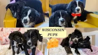 Adoptable Wisconsin Pups | These pups are ready to be loved!  
