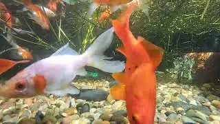 Pond Evolution 18December2025