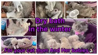 Expert Cat Groomer with 10 Years Experience Shares Winter Dry Bath for Cat Mom & Babies 🥶🐾