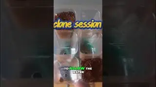 Master the Art of Cloning: Easy Techniques 🌱✂️