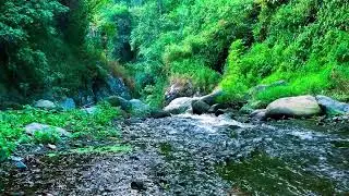 Beautiful Water Stream Background Noise | For Reading, Sleeping Soundly & Therapy