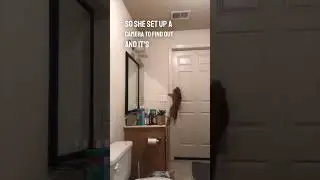 Её кот может сбежать из любой комнаты, в которую его поместят 😂👏