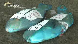 島魚の帝王！ミーバイのアクアパッツァ！