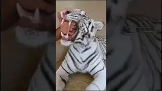 Man put his hand in a tiger mouth|Subscribe #shorts #subscribe