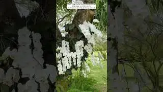 buy Rare Orchid Plants Online #orchidcare #flowers #plants #garden #orchid #gardening #indoorplant