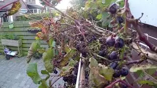 Stealing grapes