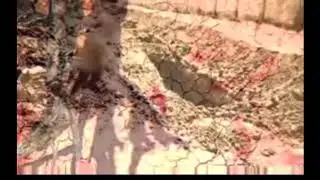 snake in grave    qubr main sanp aik haqeeqat pe mubni waqia    true story