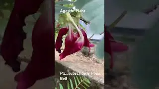 Agasthi Plant - Agasthi poovu picking at my home