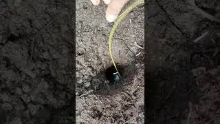 Eel vs Snake! Who Will Come Out of the Hole?