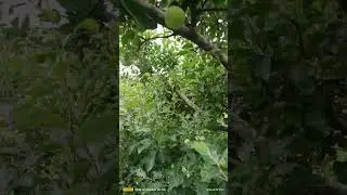 Alternaria/ premature leaf fall/leaf spot/blight /scab /mite को कैसे रोके 25 May 2025