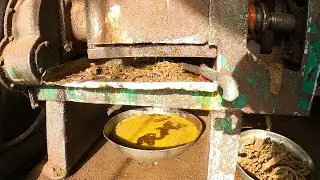Mustard oil Extraction with Petter engine || Serso oil machine || Village Technology