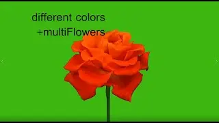 flower green screen video - flowers green screen footage | Professor VFX