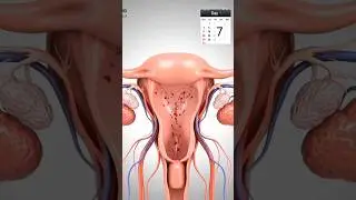 Periods or Menstrual cycle in women Explained in depth #womenhealth