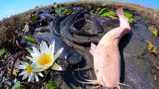 Unique Fishing, Best Hand Fishing, catching fishes in mud at rice field by best hand fisherman