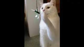 Cat Toys: Neko Flies Reviewed by Ask The Cat Doctor