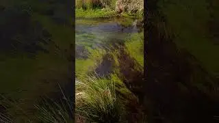 Relax - Crystal Stream Flowing Over Lush Underwater Plants at the Forest 🌿💧 #shorts