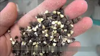 Decorticatrice grano saraceno 120 kg h