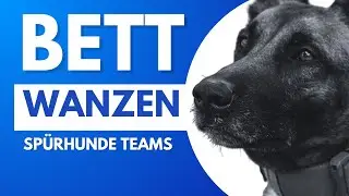 Bettwanzensp&uuml;rhunde Training: Das DDTS&reg; mit Riesenschnauzer Ariel
