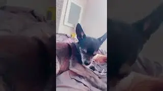 Rescues give the best kisses - Old Dogs need love too