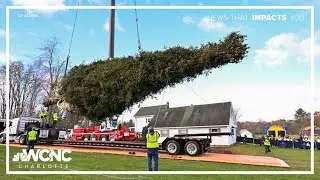 Rockefeller Christmas tree cut down, begins trek to New York City