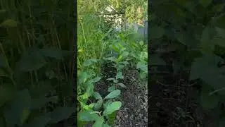Weeding Chestnut 🌰 Nursery Beds #chestnut #farming #lakeeriechestnuts