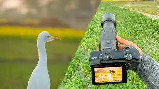 Sony A6100 vs. Sony A6700 for Wildlife: Is it worth the Upgrade?