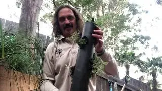Self watering herb tower The Royal Botanic Garden Sydney #plantchallenge