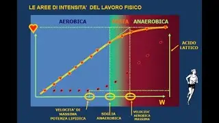 LA FREQUENZA CARDIACA: Come CALCOLARLE la ZONA AEROBICA OTTIMALE