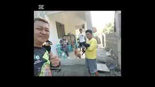 MANILA to PUERTO PRINSESA PALAWAN / 4 DOG'S / MIX BREED LABRADOR / ZHITSU / PUG / AMERICAN BULLY