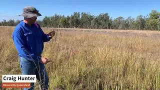 'Giant Rats Tail' grass - What to look for
